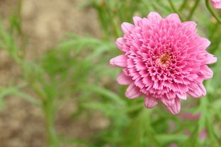 (西游记 修真)修真西游记，探秘神秘仙途与传统文化