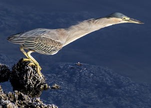 (钓鱼大咖为什么玩不了游戏)钓鱼大咖为什么玩不了 (钓鱼大咖为什么玩不了游戏)钓鱼大咖为什么玩不了