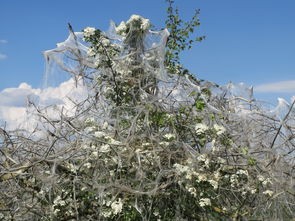 (苹果实况墙纸怎么不动)探索苹果实况墙纸,功能、优势与未来发展 (苹果实况墙纸怎么不动)探索苹果实况墙纸,功能、优势与未来发展