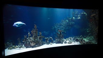 (水族馆 下载)水族馆乐园免广告版深度解析,多元化视角下的体验与价值