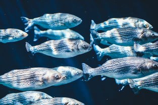 (心力物语手游视频)心力物语1000元能提现吗？——深度解析与常见问答