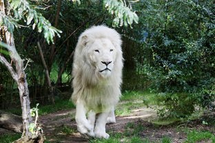 (荣耀殿堂游戏)荣耀殿堂2下架了吗？——深度解析与常见问答