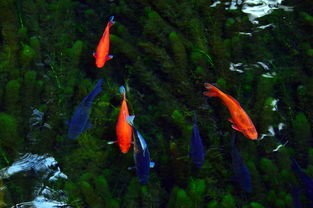 (挂江湖手游兑换码)挂江湖手游，江湖再起，侠客重游