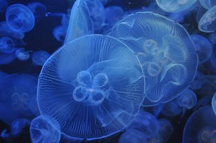 (坦界闪击战下载)坦界闪击战，一场虚拟与现实交织的战争游戏解析