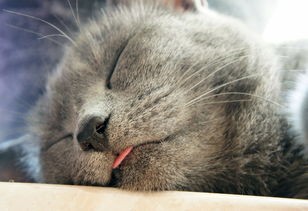 (猫咪闻到臭味会呕吐吗)猫咪闻到异味会产生呕吐吗？探究猫咪呕吐的奥秘