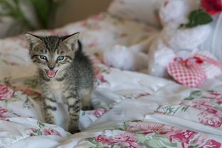 (猫咪闻到臭味会呕吐吗)猫咪闻到异味会产生呕吐吗？探究猫咪呕吐的奥秘